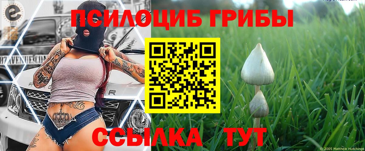 Псилоцибиновые грибы прущие грибы  Вход с VPN  Альметьевск  Псилоцибиновые грибы Psilocybine cubensis 